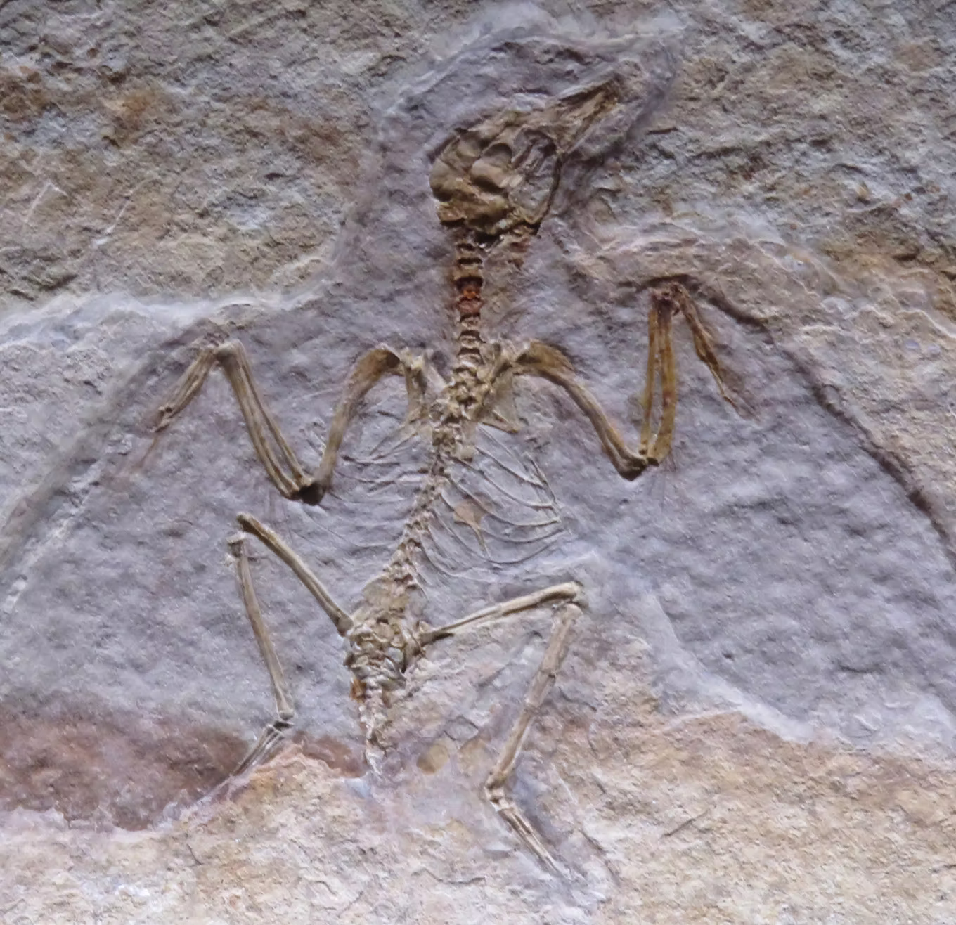 cave drawing 6